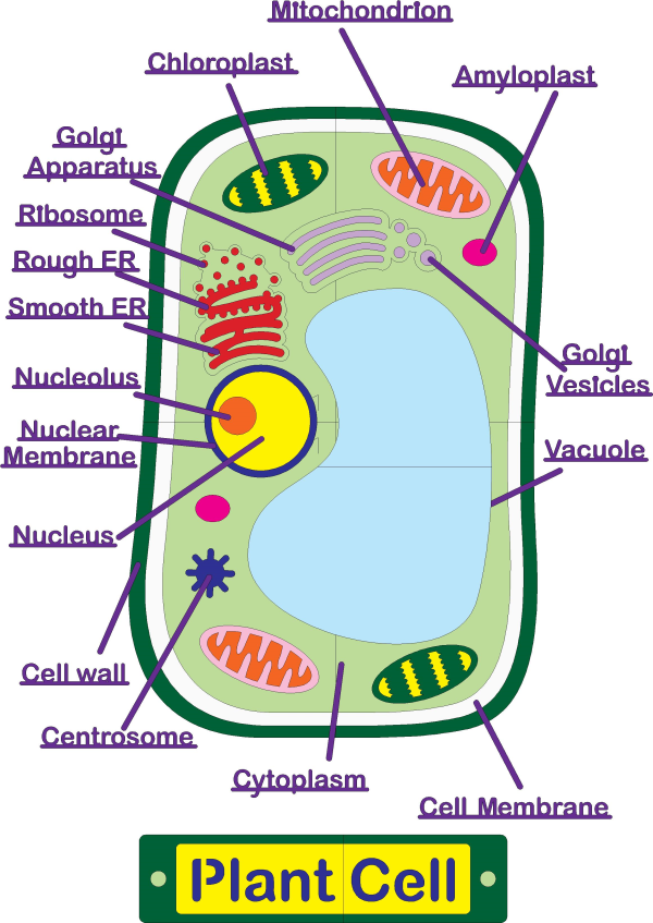 Understanding the Plant Cell: 3 Engaging Activities