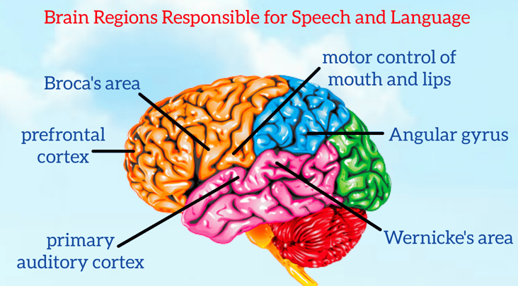 Dr. Melissa Hughes Brain Diagram Speech and Language